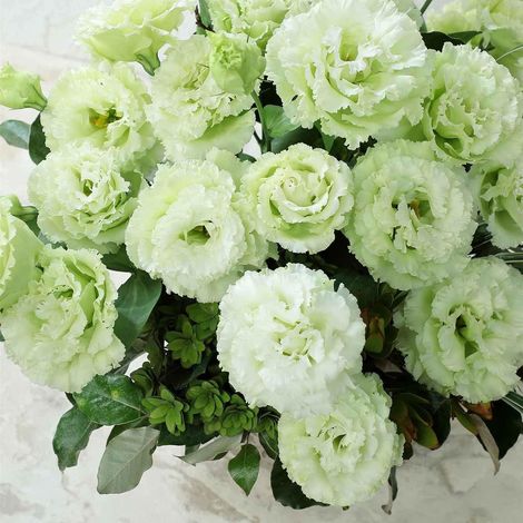 1000 graines de Lisianthus Lucita vert émeraude – Fleurs doubles – Idéal pour massifs et jardinières (1/5)