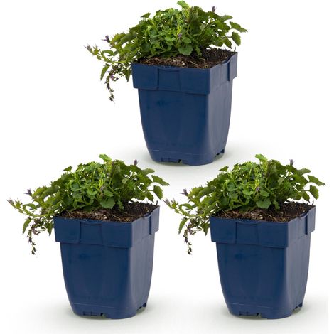 Campanule des Murailles Stella Plante Vivace Couvre-sol Violette Lot de 3 Pot 11 cm - PANGIVO (1/5)