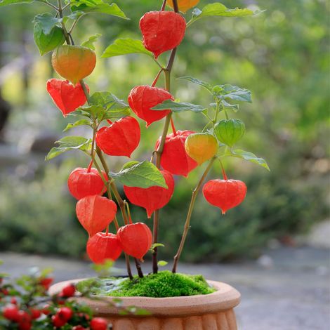 Bloomique - Lot de 3 - Physalis Alkekengi Franchetii - Plante Lanterne - Plantes de Jardin - Résistante à l'Hiver - Hauteur 10-20 cm - Pot 9x9 cm
