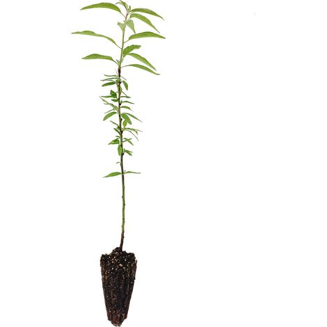 Prunus amygdalus - mandorlo - alveolo forestale