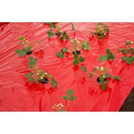 Nature – Film de paillage rouge pour fraisiers – Longueur 10 m – Micro perforé avec trous de 6 cm – Réduit l'évaporation et les mauvaises herbes (1/6)