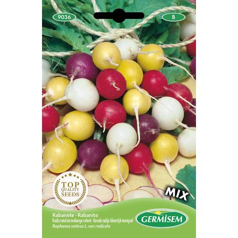 graines Radis rond en mélange coloré