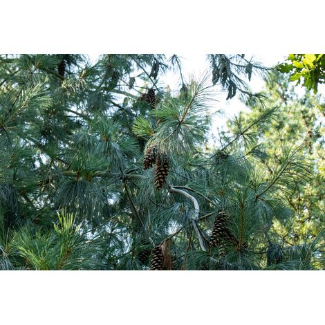 Schwerin-Kiefer Pinus schwerinii C 3 25- 30