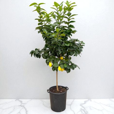 Gardenaria Limone 4 Stagioni - Citrus limon 'Lunario' - Pianta di agrume da frutto in vaso - Altezza: 65/70 cm (vaso19)