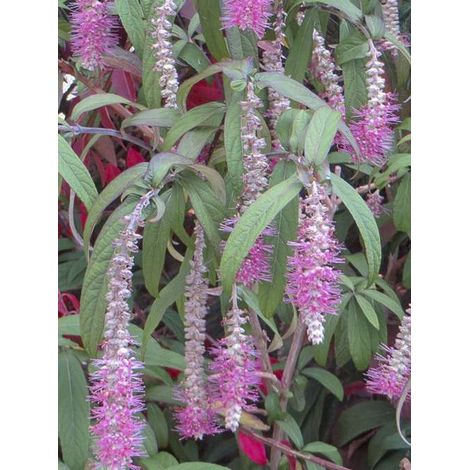 Menthe en arbre 'Happy Cascade' Pot de 3L/4L (1/3)