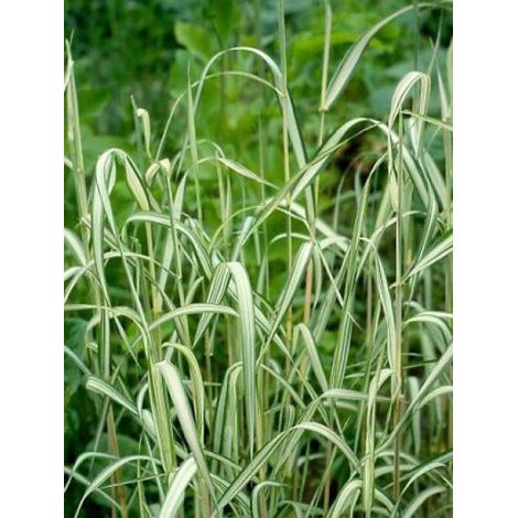 Ruban de la vierge 'Picta' Godet de 8/9 cm (1/5)