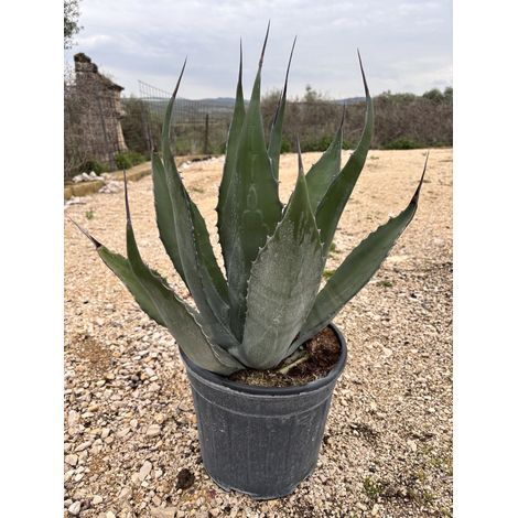 Agave Gentryi Pot 30 cm Plante Grasse Méditerranéenne Résistante au Gel (1/3)