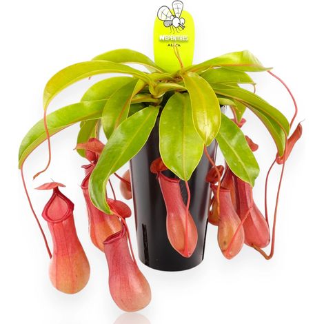 Gardenaria Nepenthes alata - Pianta da interno ornamentale - Altezza: 17 cm (vaso 12) (1/5)