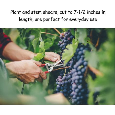Sécateur à fruits, sécateur, sécateur à vigne, outils de jardin, grande tête incurvée (1/5)