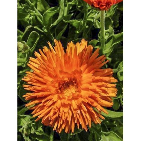 Souci des jardins 'Porcupine' le sachet de 100 graines (0,8g) (1/2)
