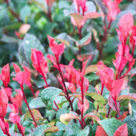 Photinia nain/Pot de 7,5L - 80/100 cm (1/5)