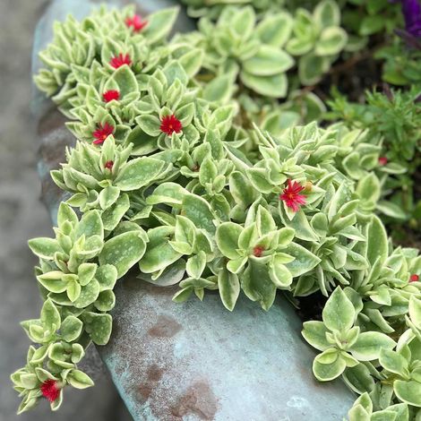 Aptenia cordifolia 5 talee/cuttings  variegated