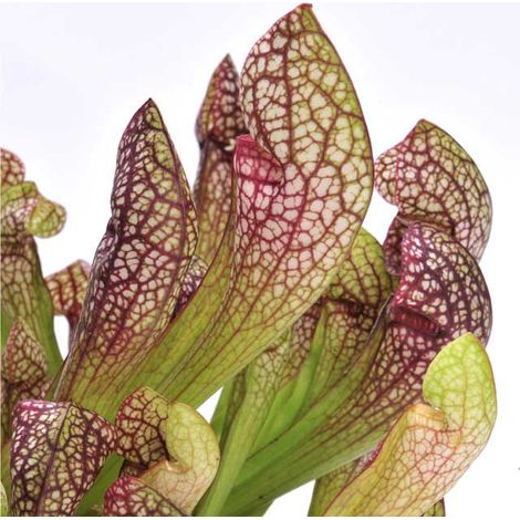 Sarracenia in varietà in Vaso da 12cm