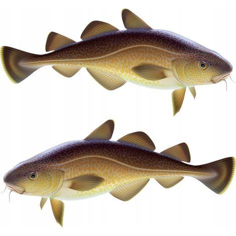 Pegatinas para barcos - 2 x Bacalao M