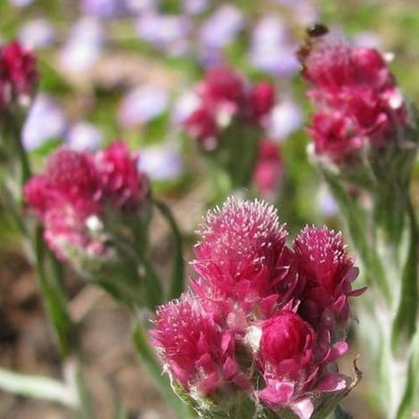 4 x Pied de chat - Antennaria dioica 'Rubra'  - godet 9x9 cm