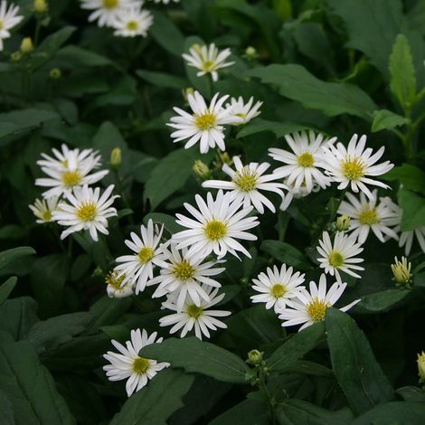 4 x Aster 'Ashvi' - godet 9x9 cm (1/5)