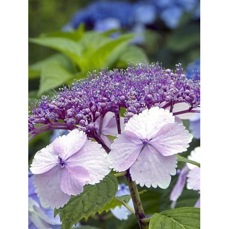Hortensia 'Klaveren' Pot de 2L/3L