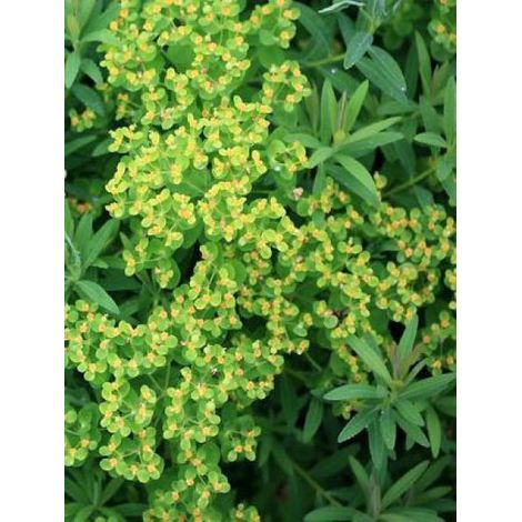 Euphorbe des marais 'Walenburgs Glorie' Godet de 8/9 cm (1/3)