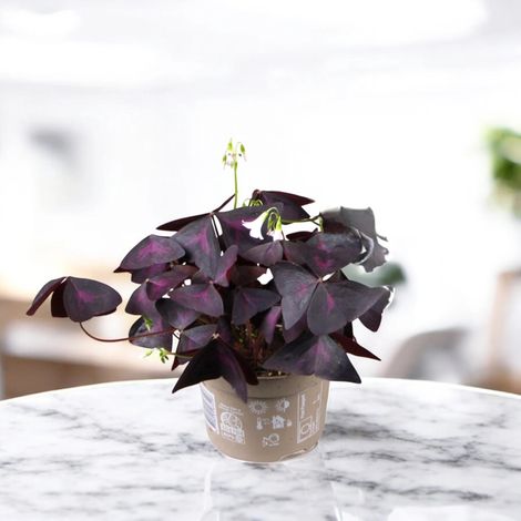 Gardenaria Oxalis triangularis 'Mijke' - Pianta da interno ornamentale - Altezza: 20 cm (vaso 12) (1/4)