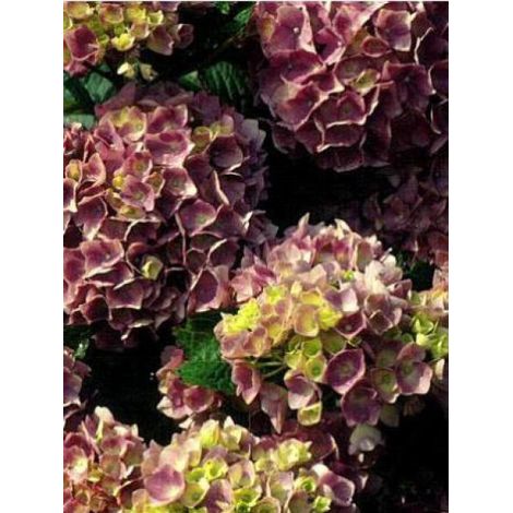 Hortensia 'Gertrude Glahn' Pot de 2L/3L (1/2)