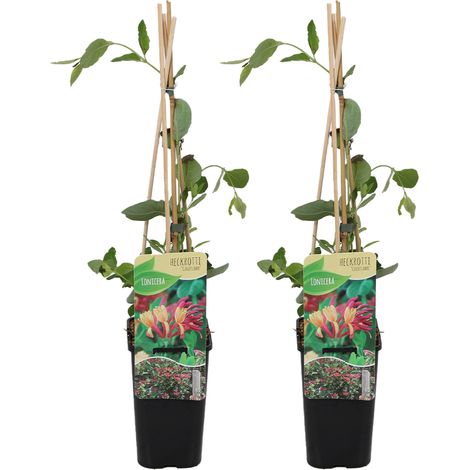 Bloomique - Lot de 2 - Lonicera Heckrottii Goldflame - Chèvrefeuille - Rouge, Jaune - Plantes grimpantes - Plantes de jardin - Rustiques - Pot 15cm - Hauteur 70-80 cm