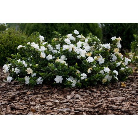 GARDENIA RADICANS RADICANTE VASO 16CM