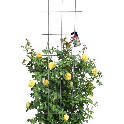KADAX Treillis de Jardin pour Fleurs pour Plantes Grimpantes 45x150 (1/5)