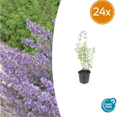 Lot de 24 Nepeta 'Walker's Low' Plante Vivace Couvre-sol Mellifère Bleu Lavande Pots Ø9cm - PANGIVO (1/5)