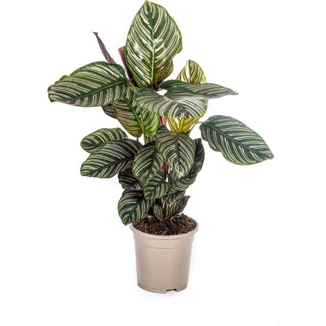 Calathea Ornata Sanderiana Plante d'Intérieur Feuilles Rayées Roses Ø 17 cm 40-50 cm - PANGIVO (1/4)