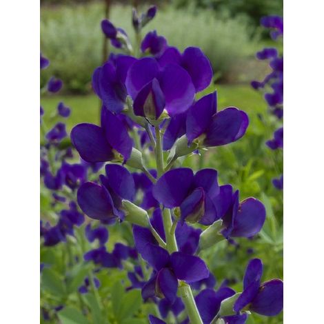 Lupin indigo 'var. minor Dark Blue' Godet de 8/9 cm