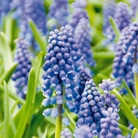 Bloomique - Mélange de 50 - Muscari Armeniacum - Jacinthe de raisin - Raisins bleus - Bulbes à fleurs - Floraison printanière - Plantes vivaces - Pousse jusqu'à 10-15 cm (1/5)