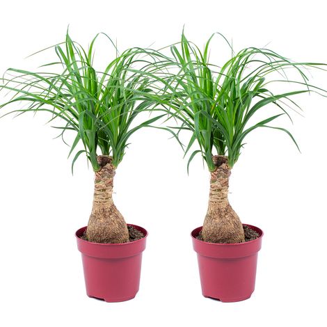 Bloomique - Lot de 2 - Beaucarnea Recurvata - Pied d’éléphant - Plantes d’intérieur - Dépolluante - Sans danger pour les animaux - Entretien facile - Hauteur 30-40 cm - Pot 12 cm