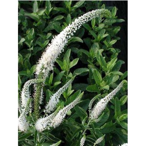 Véronique en épis 'Icicle' Godet de 8/9 cm (1/2)