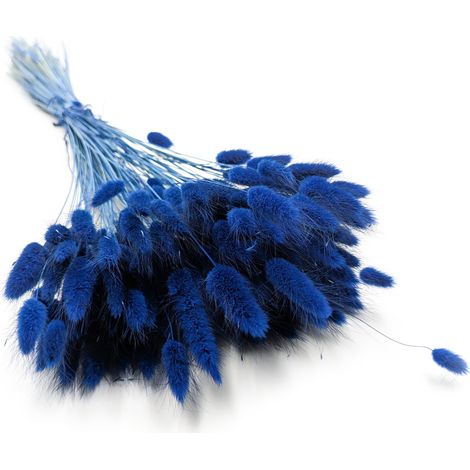Lagurus seco - Lagurus ovata - Azul oscuro
