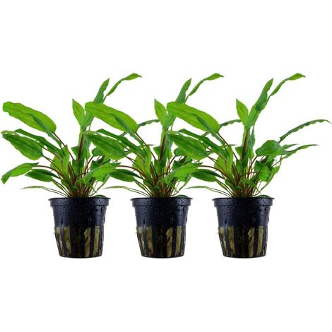 Aquarium Pflanze 3 Stück Cryptocoryne wendtii 'Green' Wasserpflanze Nr.309 Set