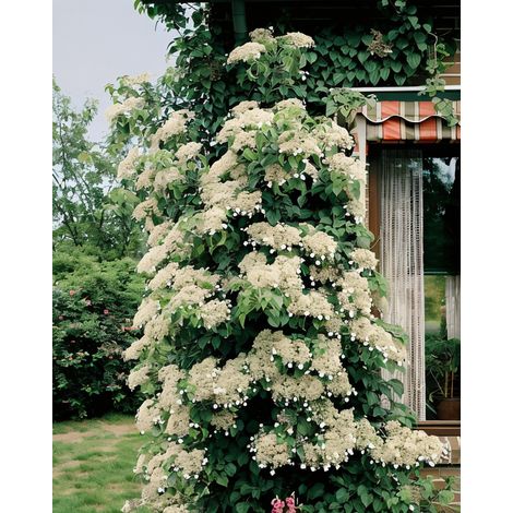 Gardenaria Ortensia Rampicante - Hydrangea anomala subsp. petiolaris - Pianta rampicante ornamentale da esterno - Altezza: 60/70 cm (vaso 24) (1/3)