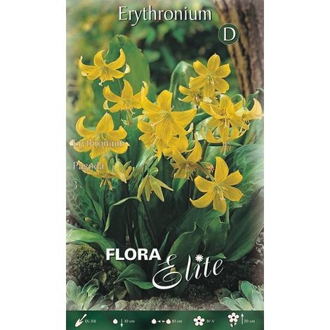Bulbi da Fiore Erythronium Pagoda 3 Bulbi