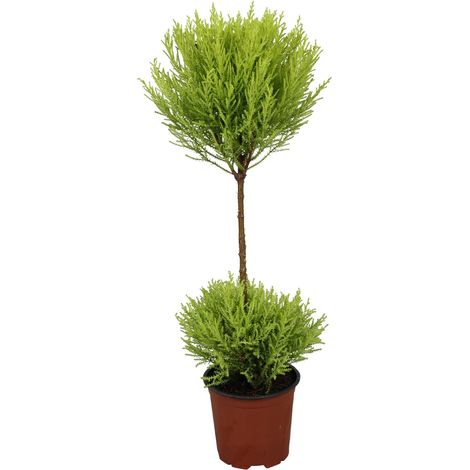 Cyprès de Californie Cupressus Goldcrest Wilma - Plante Décorative - Pot Ø14 cm - Hauteur 60 cm - PANGIVO (1/4)