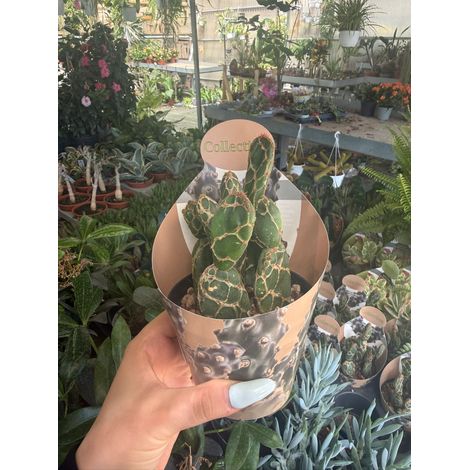 pianta di opuntia reticulata cobra succulenta (pianta grassa) vaso 10 (1/4)