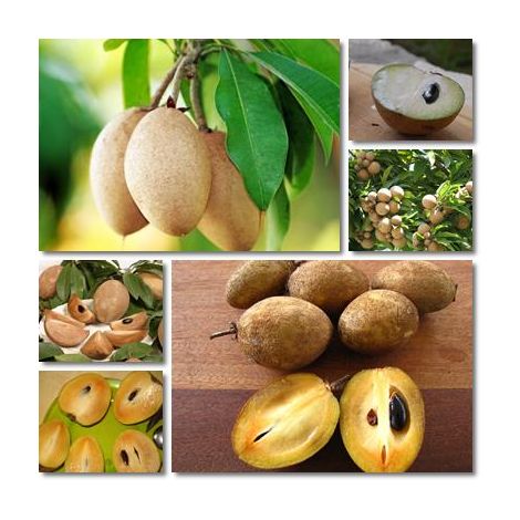 Vivaio Garden Forest – Carte de Manilkara Sapotiglia – Arbre fruitier à feuillage persistant – Fruits ovales sucrés – Résistant à la sécheresse et adapté aux régions arides (1/2)