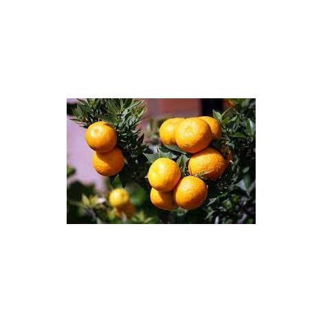 CHINOTTO plante Citrus Myrtifolia photo réelle en pot 20cm