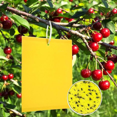 50 Trampas para Cerezos, Trampas Adhesivas de Doble Cara para Mosquitos, Papeles Adhesivos Amarillos para Moscas Blancas, Pulgones y Minadores con Alambres Retorcidos, 15 cm x 20 cm