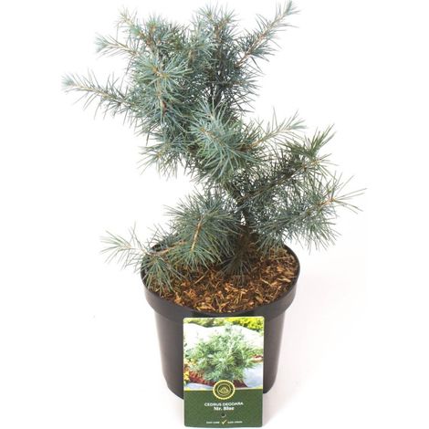 Cèdre de lHimalaya Mr. Blue - Cedrus deodara Mr. Blue Pot 2,5L