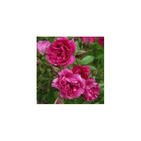 Rosa Barni Cardinale Carlo Maria Martini – Rosa Rifiorente Profumata