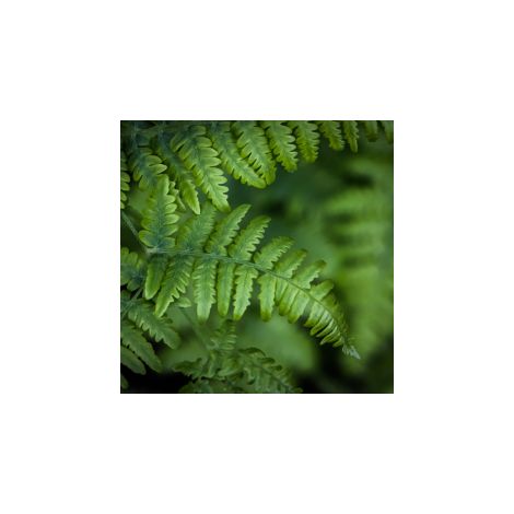 Fougère à peigne - Polystichum setiferum en pot de 2L (1/2)