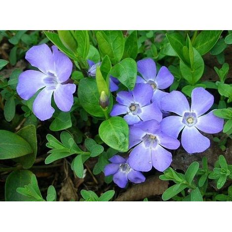 VINCA MINOR IN VASO 16CM
