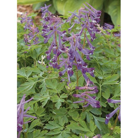 Corydale 'Blackberry Wine' Godet de 8/9 cm (1/2)