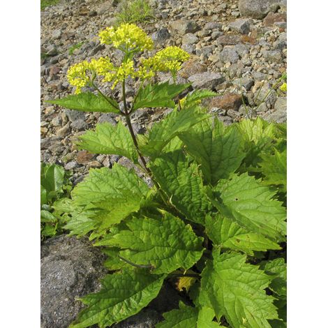 Patrinia gibbosa Godet de 8/9 cm