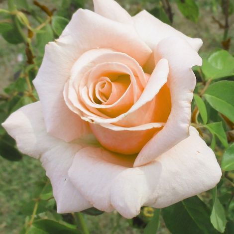 Gardenaria Rosa 'Paul Richard' - Rosa da giardino - Altezza: 30/40 cm (vaso22) (1/2)