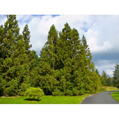 Cryptomeria japonica - cedro giapponese - alveolo forestale (1/2)
